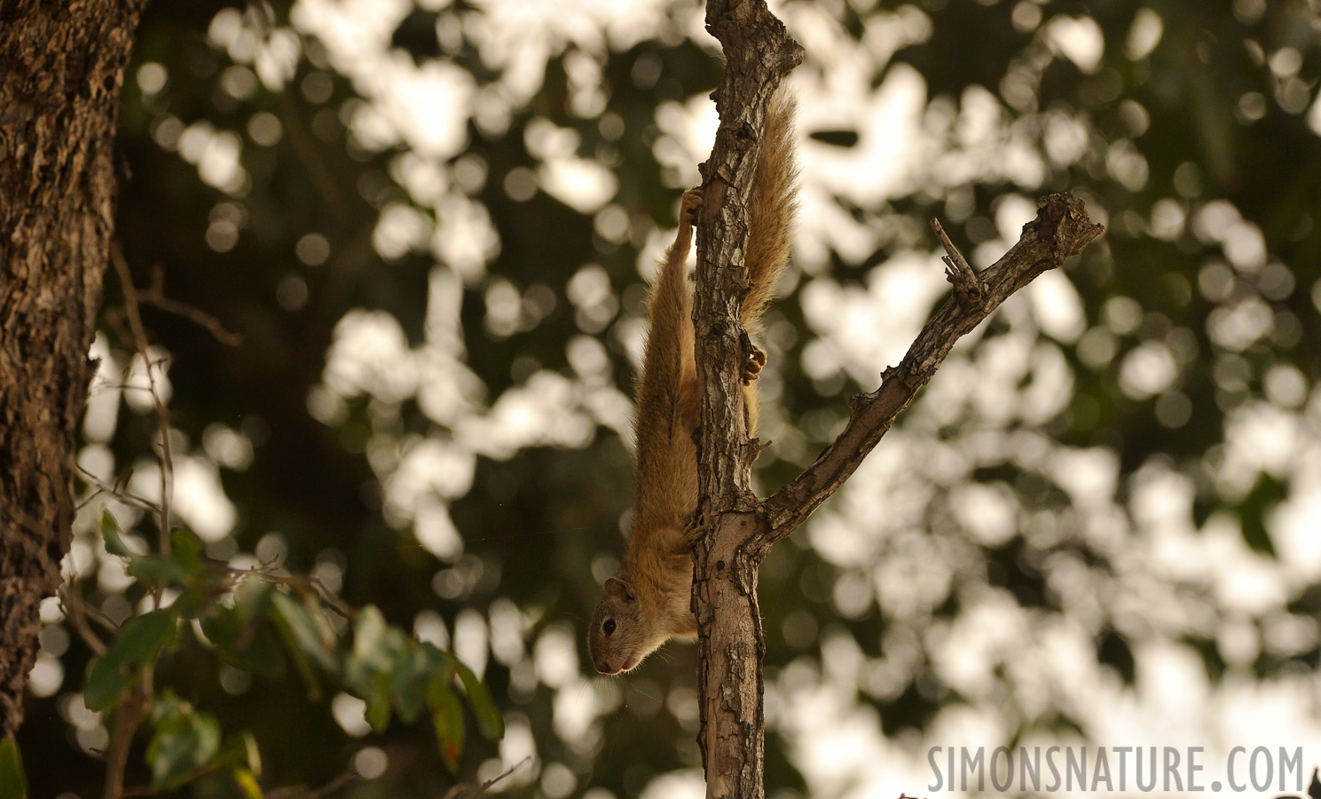 Paraxerus cepapi [370 mm, 1/500 sec at f / 8.0, ISO 1600]